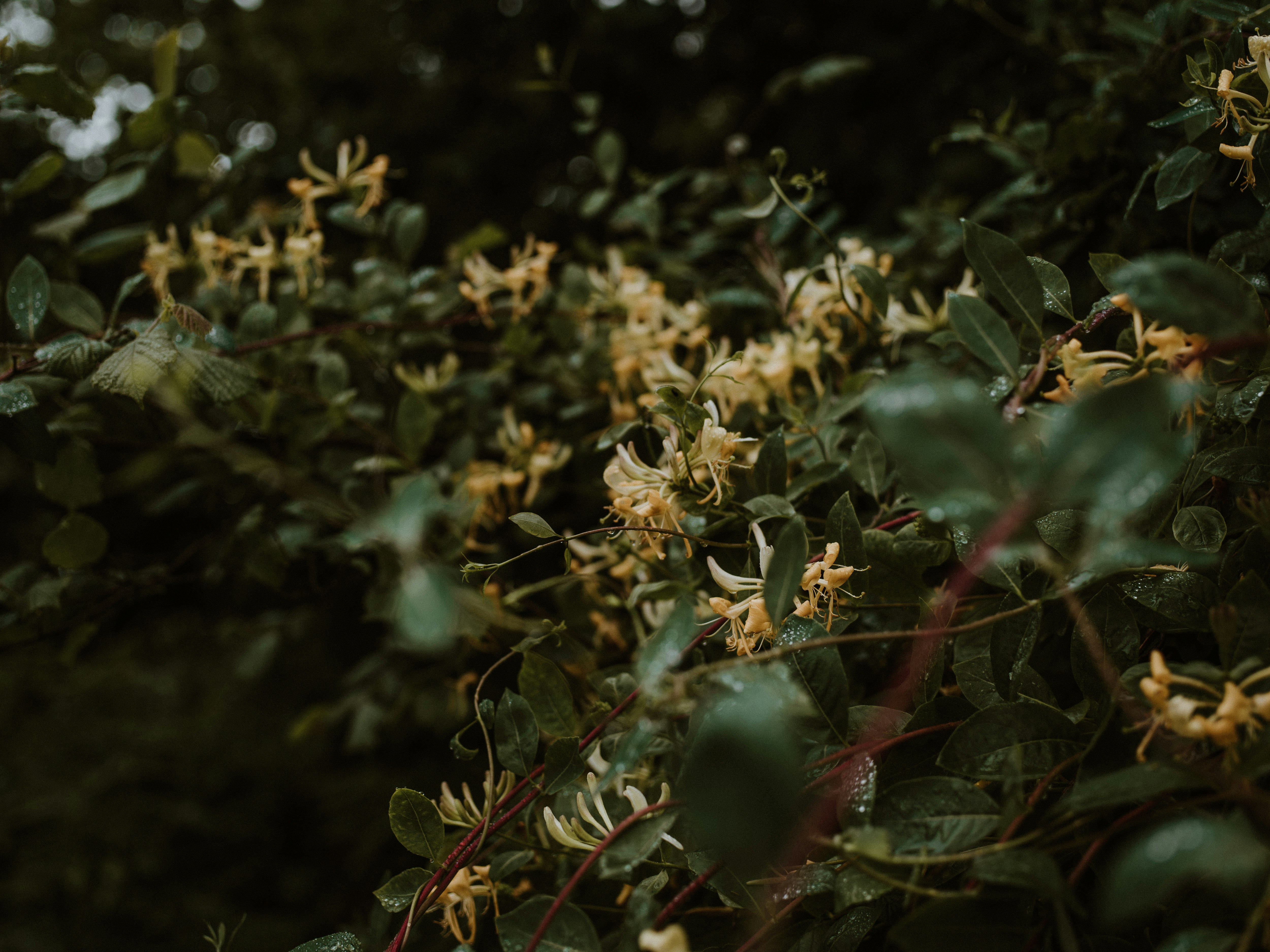 yellow flowers in tilt shift lens